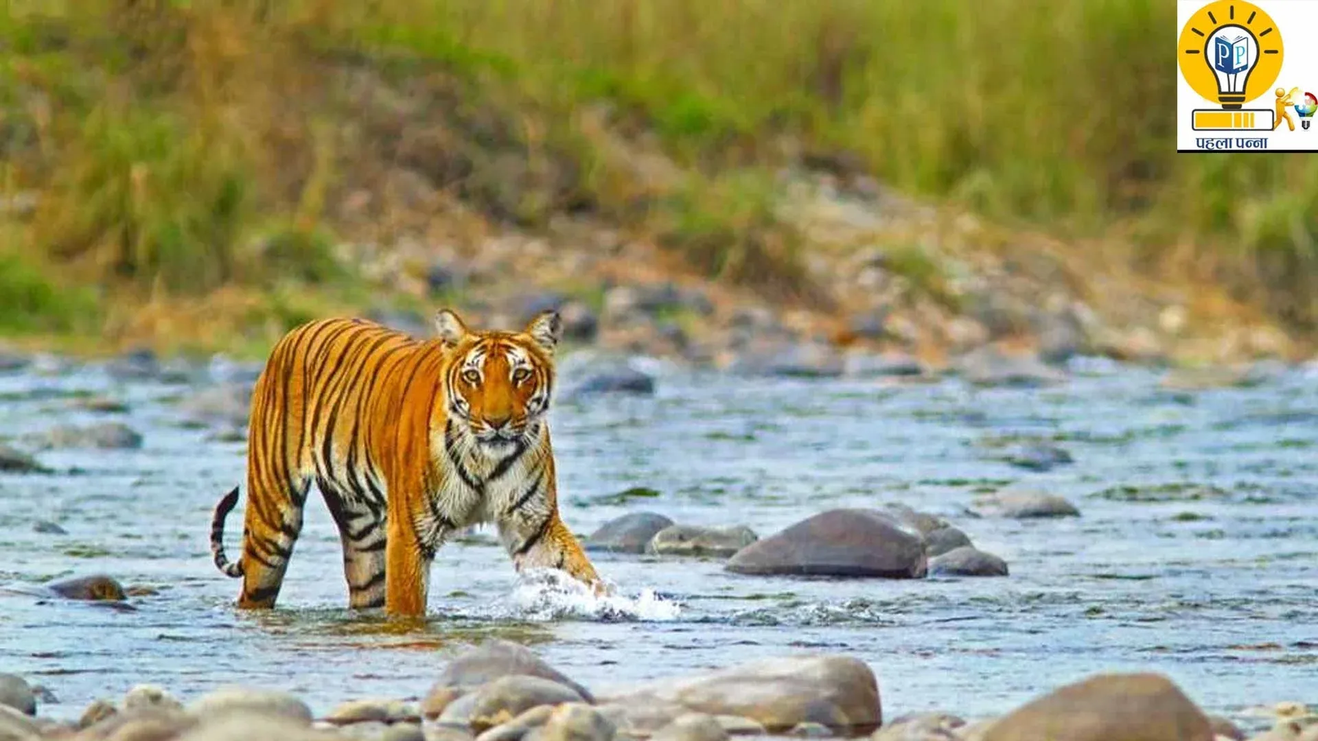 Jim Corbett Guide : कम खर्च में कैसे घूमें जिम कॉर्बेट, कौन सा सीजन है बेस्‍ट, PehlaPanna पर जानिये सब कुछ, Pehla Panna