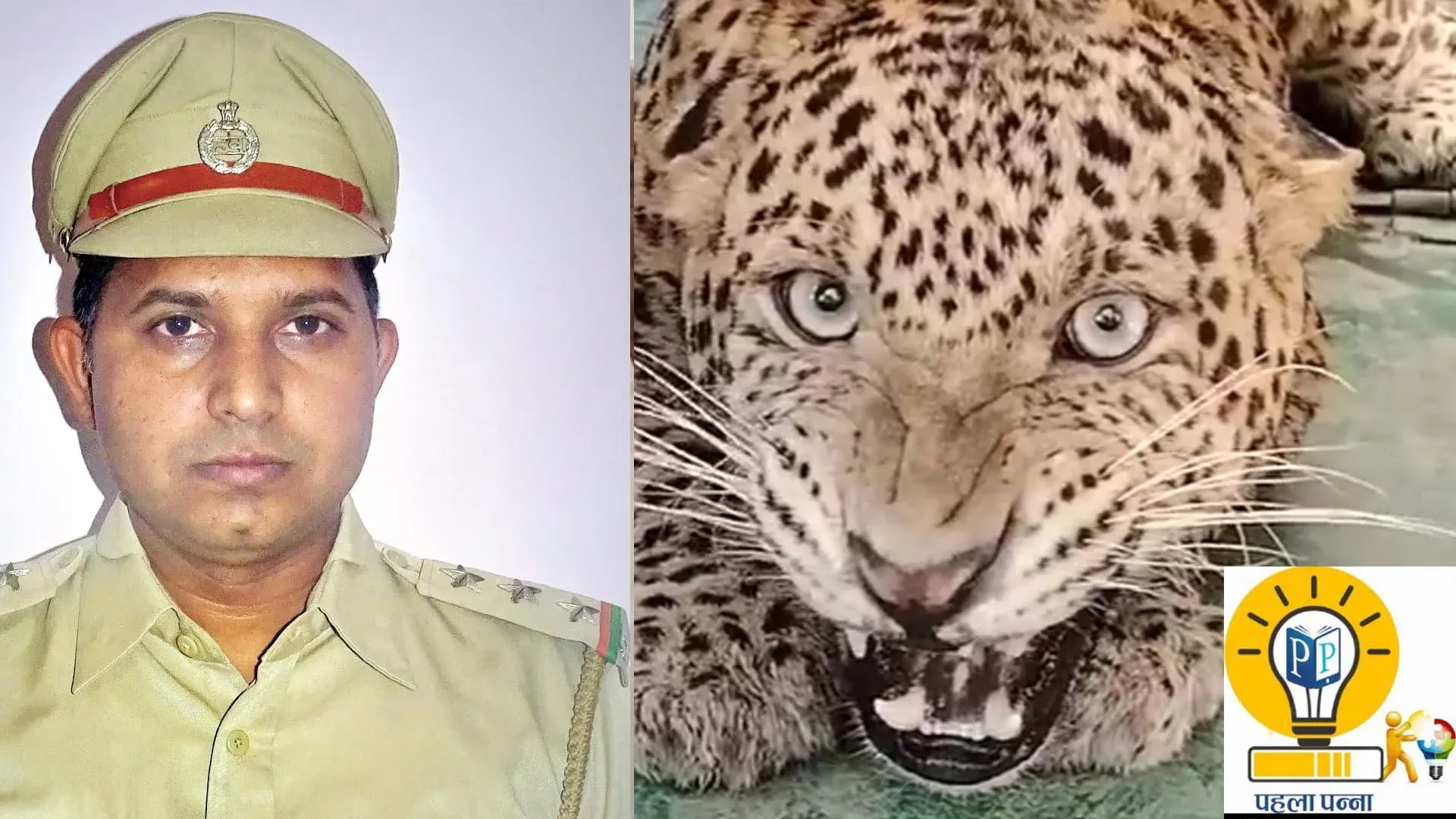 leopard In Haryana : 15 से ज्‍यादा तेंदुए पकड़ चुकी वन विभाग की टीम, तेंदुआ सामने आए तो क्‍या करें, कैसे तेंदुए को पकड़ा गया, यमुना के रास्‍ते शहरों में आ रहे तेंदुए, Pehla Panna